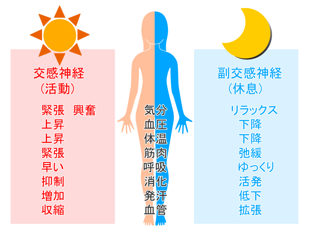 交感神経（活動モード）と副交感神経（休息モード）のイメージ